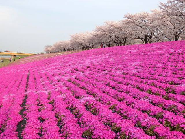 赤羽桜堤緑地