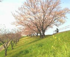 赤羽桜堤緑地01