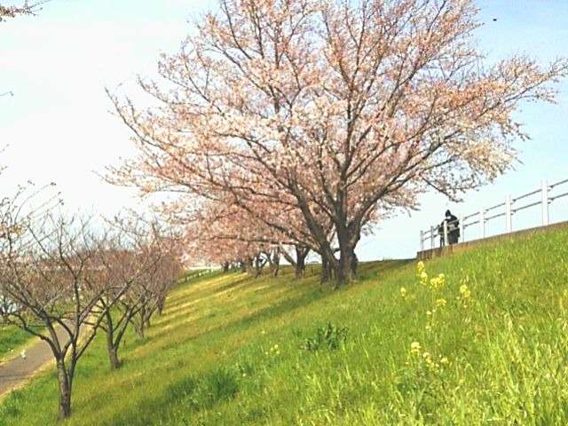 赤羽桜堤緑地01