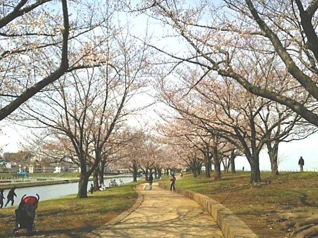 赤羽桜堤緑地02