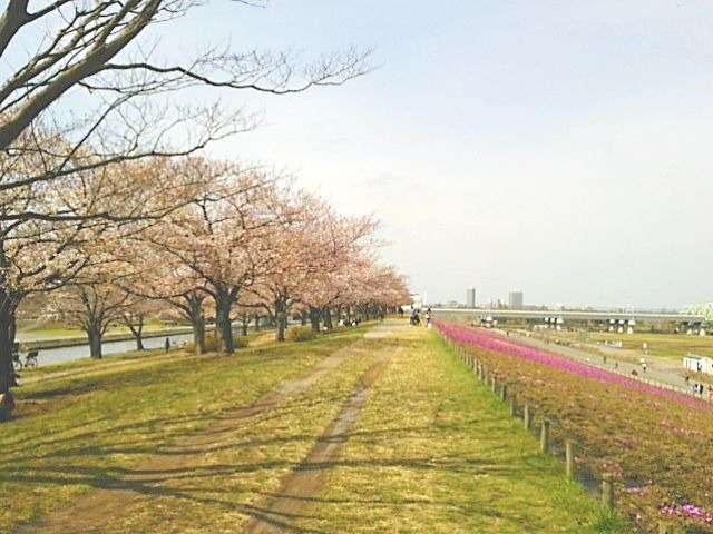 赤羽桜堤緑地