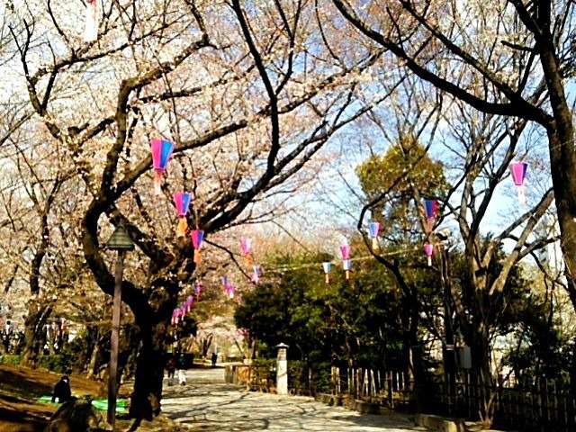 飛鳥山公園桜2018