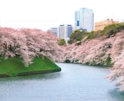 屋形船で花見・千鳥ヶ淵