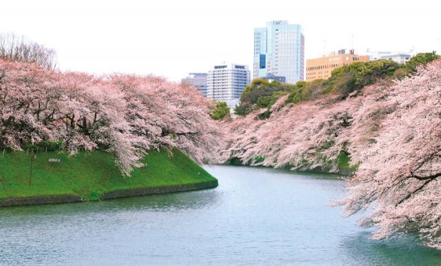 屋形船で花見・千鳥ヶ淵