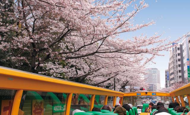 はとバス桜回遊2018