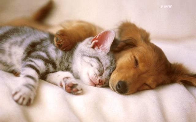 ぐっすり眠る犬と猫