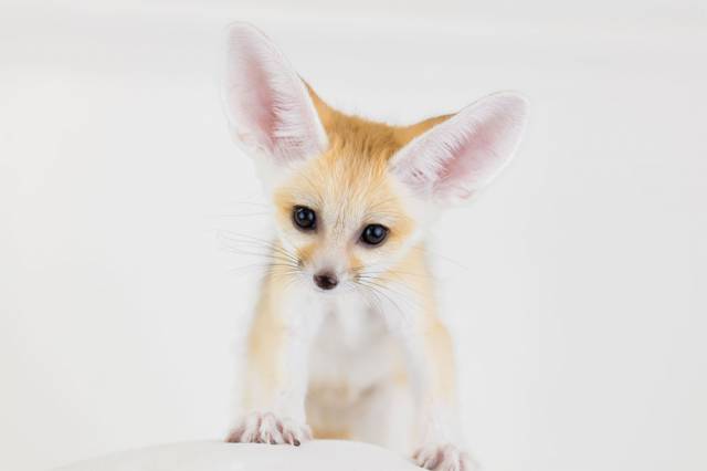 池袋いけもふのフェネック「テトちゃん」