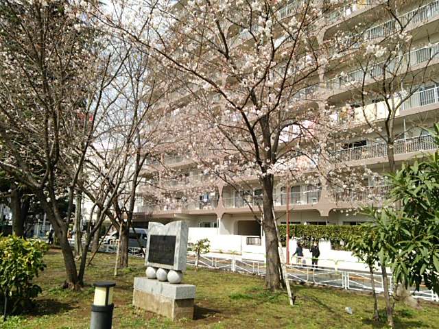 赤羽公園桜01