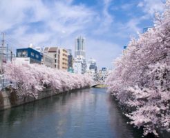 大岡川桜回廊