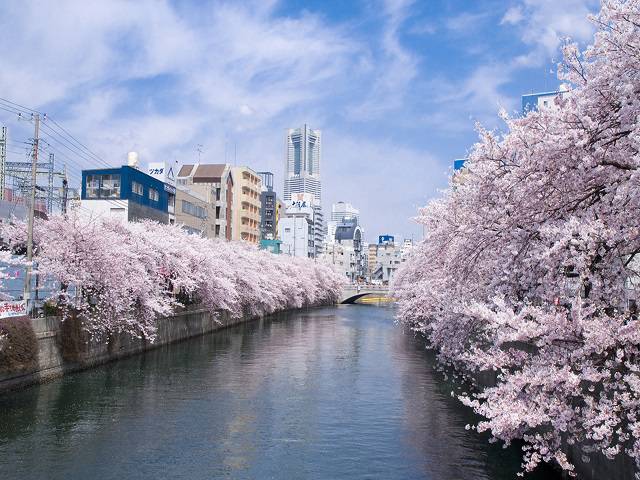 大岡川桜回廊