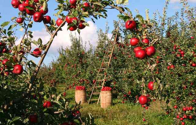 リンゴ農園